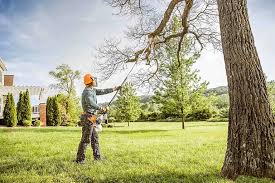 Professional Tree Services in Queen City, TX